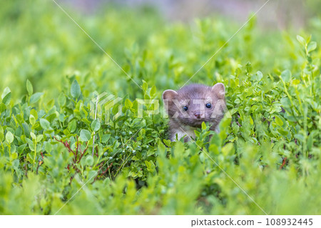 Cute marten peeks out of a blueberry tree 108932445