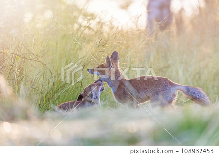 Pair of adorable two red foxes is posing outdoors. 108932453