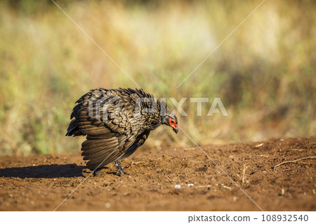 Swainson's Spurfowl in Kruger National park, South Africa 108932540