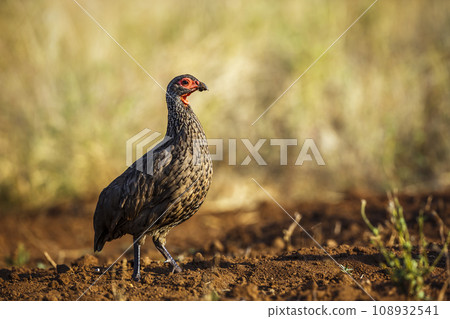 Swainson's Spurfowl in Kruger National park, South Africa Swainson's Spurfowl in Kruger National park, South Africa 108932541