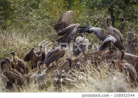 White backed Vulture in Kruger National park, South Africa 108932544