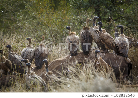 White backed Vulture in Kruger National park, South Africa 108932546