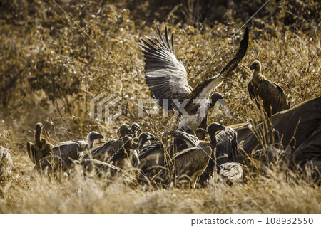 White backed Vulture in Kruger National park, South Africa 108932550