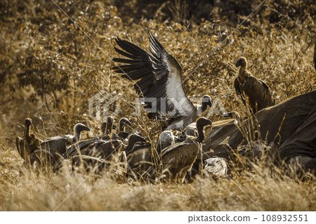 White backed Vulture in Kruger National park, South Africa 108932551