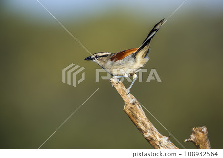 Cheetah in Kruger National park, South Africa Cheetah in Kruger National park, South Africa 108932564