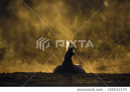 Grey go away bird in Kruger National park, South Africa 108932574