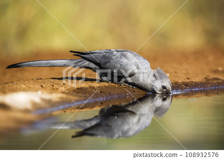 Cheetah in Kruger National park, South Africa 108932576