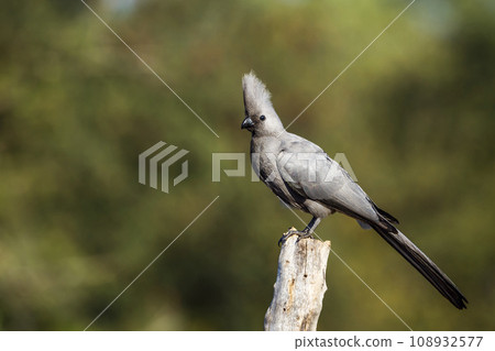 Cheetah in Kruger National park, South Africa Cheetah in Kruger National park, South Africa 108932577