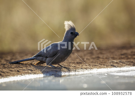 Grey go away bird in Kruger National park, South Africa 108932578
