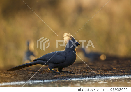 Grey go away bird in Kruger National park, South Africa Grey go away bird in Kruger National park, South Africa 108932651