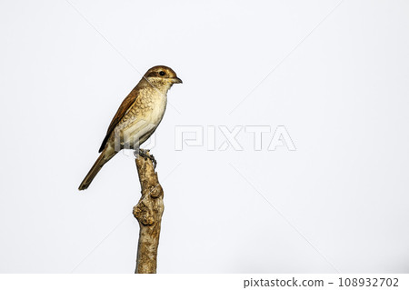 Cheetah in Kruger National park, South Africa Cheetah in Kruger National park, South Africa 108932702