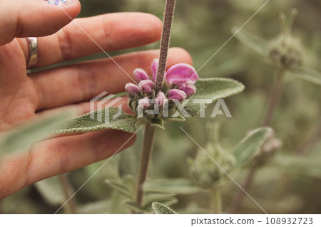 Plants of Jerusalem Sage, Phlomis Purpurea in female hand. A gardener is growing, take care about Mediterranean shrub with beautiful grey-green leaves. Gardens, rockery, groundcover A fresh green leaf Plants of Jerusalem Sage, Phlomis Purpurea in female hand. A gardener is growing, take care about Mediterranean shrub with beautiful grey-green leaves. Gardens, rockery, groundcover A fresh green leaf 108932723