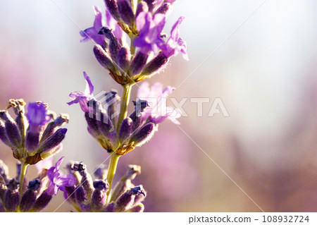 Sprig of purple lavender twig isolated on violet background. Purple macro flower. Minimalistic floral background. French Provence in spring summer day Natural desktop wallpaper Lavenders field, meadow Sprig of purple lavender twig isolated on violet background. Purple macro flower. Minimalistic floral background. French Provence in spring summer day Natural desktop wallpaper Lavenders field, meadow 108932724