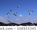 seagull 108933345