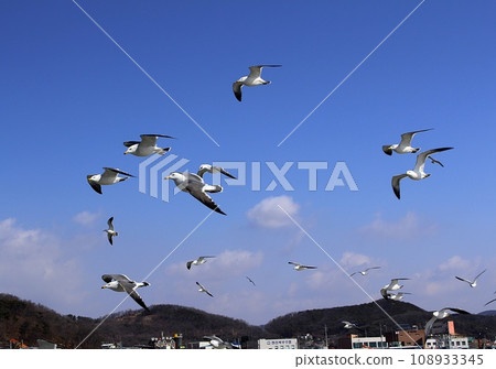 seagull seagull 108933345