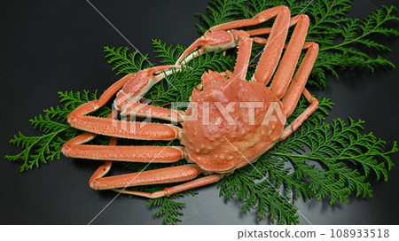 Snow crab 108933518