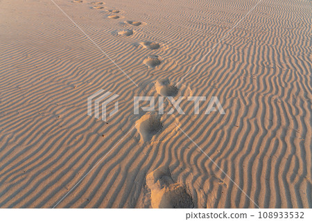 tracks in the sand tracks in the sand 108933532