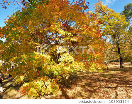 Autumn leaves on the Naruko Gorge promenade 108933534