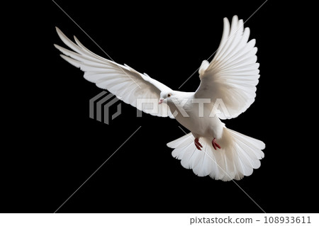 A white dove in mid-flight, wings outstretched against a black background 108933611