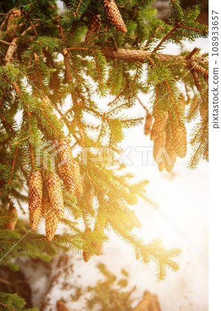 Fir tree branches with cones, Christmas background 108933657