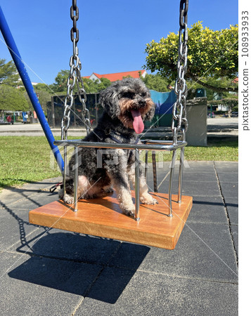 Pet poodle sitting on swing Pet poodle sitting on swing 108933933
