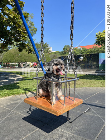 Pet poodle sitting on swing Pet poodle sitting on swing 108933934