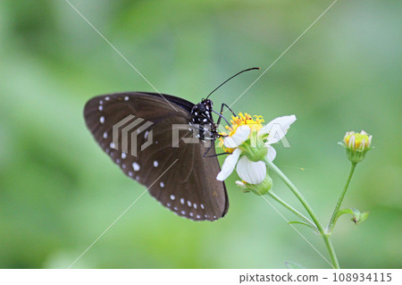 Close-up photo of a blue-spotted purple butterfly sucking nectar from a flower 108934115