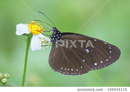 Close-up photo of a blue-spotted purple butterfly sucking nectar from a flower 108934116