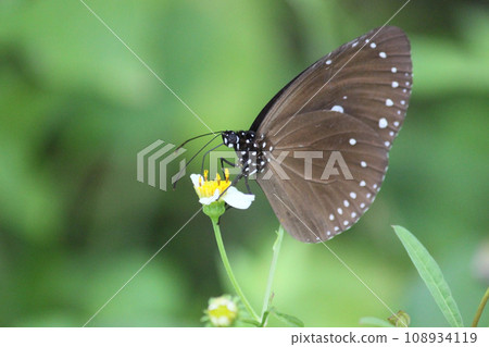 Close-up photo of a blue-spotted purple butterfly sucking nectar from a flower 108934119