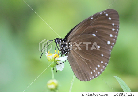 拍攝藍點紫斑蝶吸食花蜜的特寫照片 108934123