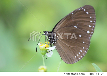 Close-up photo of a blue-spotted purple butterfly sucking nectar from a flower Close-up photo of a blue-spotted purple butterfly sucking nectar from a flower 108934125