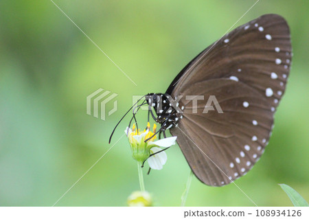 Close-up photo of a blue-spotted purple butterfly sucking nectar from a flower Close-up photo of a blue-spotted purple butterfly sucking nectar from a flower 108934126