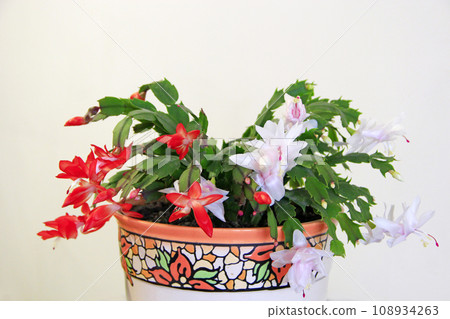 Room decoration. pink and red flowers of Schlumbergera on white background 108934263