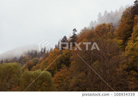 Fog in autumn mountains. Foggy day in autumn forest. Amazing autumn forest with vibrant colors foliage. Autumnal misty landscape. Carpathian mountains landscape, Ukraine. November landscape. Fog in autumn mountains. Foggy day in autumn forest. Amazing autumn forest with vibrant colors foliage. Autumnal misty landscape. Carpathian mountains landscape, Ukraine. November landscape. 108934339
