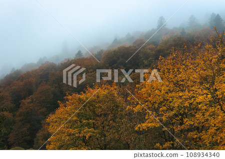 Fog in autumn mountains. Foggy day in autumn forest. Amazing autumn forest with vibrant colors foliage. Autumnal misty landscape. Carpathian mountains landscape, Ukraine. November landscape. 108934340