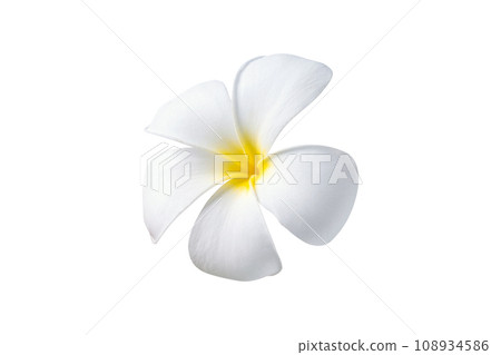 Blooming phumelia or Champa flower isolated with clipping path on white background Blooming phumelia or Champa flower isolated with clipping path on white background 108934586