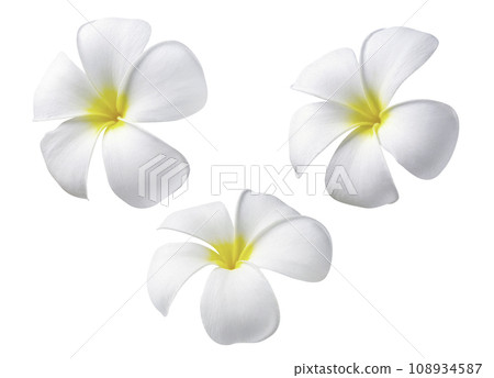 Blooming phumelia or Champa flower isolated with clipping path on white background Blooming phumelia or Champa flower isolated with clipping path on white background 108934587