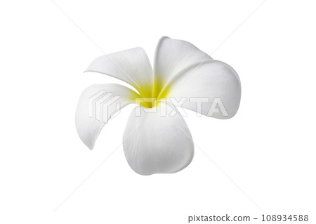 Blooming phumelia or Champa flower isolated with clipping path on white background Blooming phumelia or Champa flower isolated with clipping path on white background 108934588