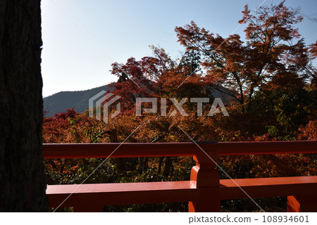 Kurama-dera Temple, maple trees seen from the main shrine grounds 108934601