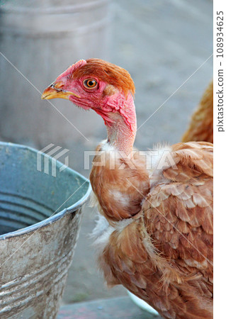 Hen drinking water from bucket in poultry yard. Domestic bird 108934625