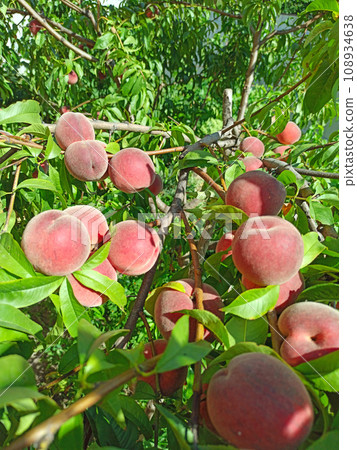 Delicious red peaches hang from tree branches. Fruit harvest 108934638