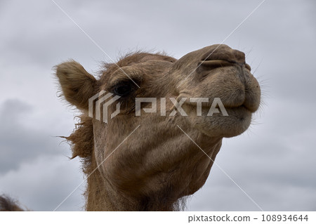 Detail of the head of a dromedary, Detail of the head of a dromedary, 108934644
