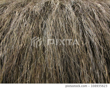 Dry Grass Roof Close-up 108935623