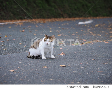 Cute brown tabby cat Cute brown tabby cat 108935804