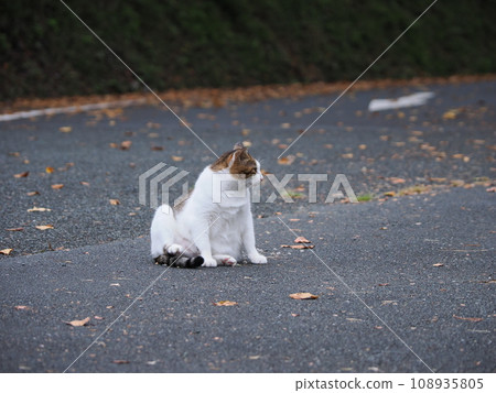 Cute brown tabby cat Cute brown tabby cat 108935805
