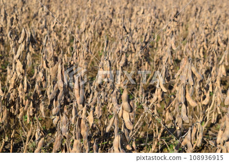Soybean field before harvest Shonai, Yamagata Prefecture Soybean field before harvest Shonai, Yamagata Prefecture 108936915