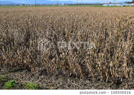 Soybean field before harvest Shonai, Yamagata Prefecture Soybean field before harvest Shonai, Yamagata Prefecture 108936916