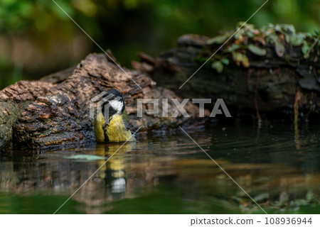 Closeup portrait of a Great tit bird, Parus Major, bathing in water in a forest 108936944
