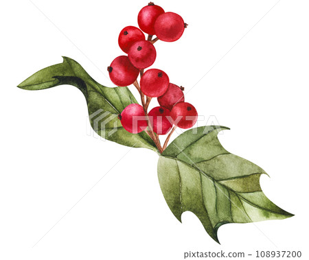 Holly red berry with green leaves. Watercolor hand drawn illustration, isolated clipart for Christmas and New Year design, prints, stickers, packaging, textiles. Festive flower for compositions Holly red berry with green leaves. Watercolor hand drawn illustration, isolated clipart for Christmas and New Year design, prints, stickers, packaging, textiles. Festive flower for compositions 108937200
