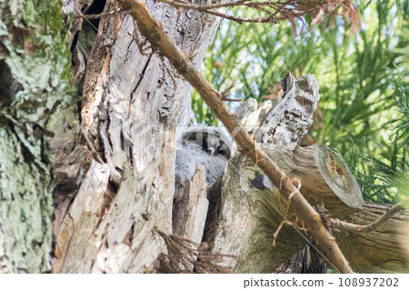 [Wild Bird] Owl chick resting between tree branches 108937202